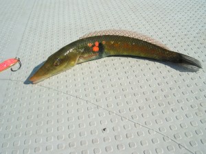 カマスベラ