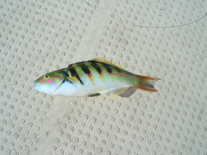 セナスジベラ
