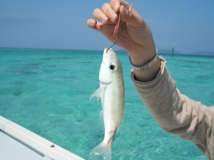 タマガシラ