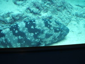 美ら海_タマカイ