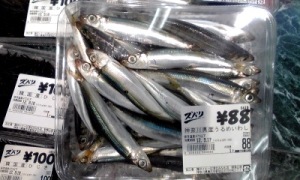 2012_09_15.山助_ウルメ 2012_09_15.山助_ウルメ