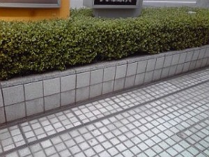 2014_05_23_国際展示場_スズメ.jpg