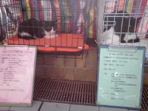 2014_10_18_01_里親探し2 2014_10_18_01_里親探し2