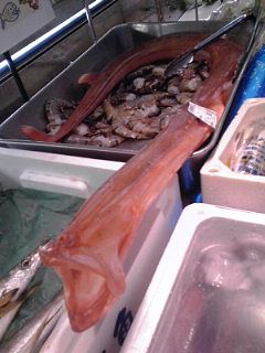 2014_11_08_01_アカヤガラ 2014_11_08_01_アカヤガラ