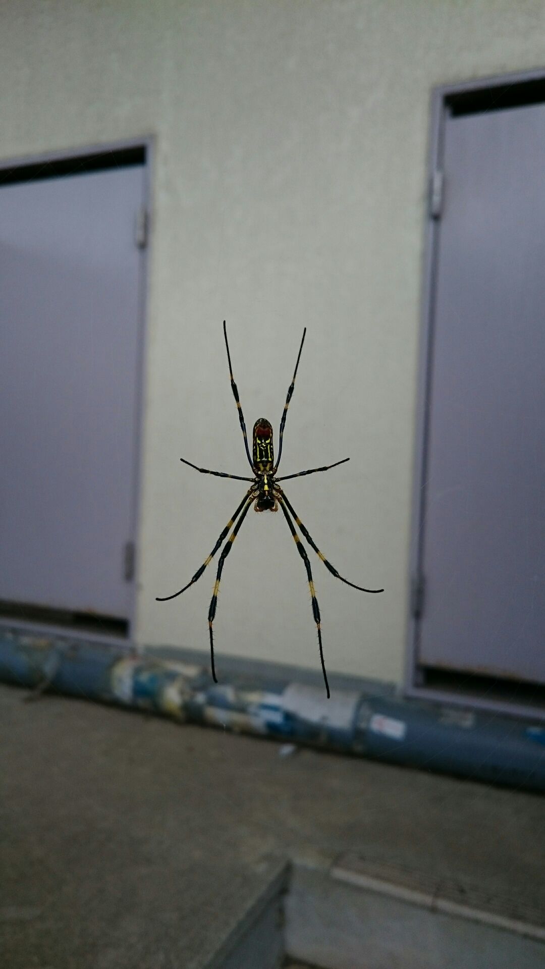 2015_10_17_01_ジョローグモ