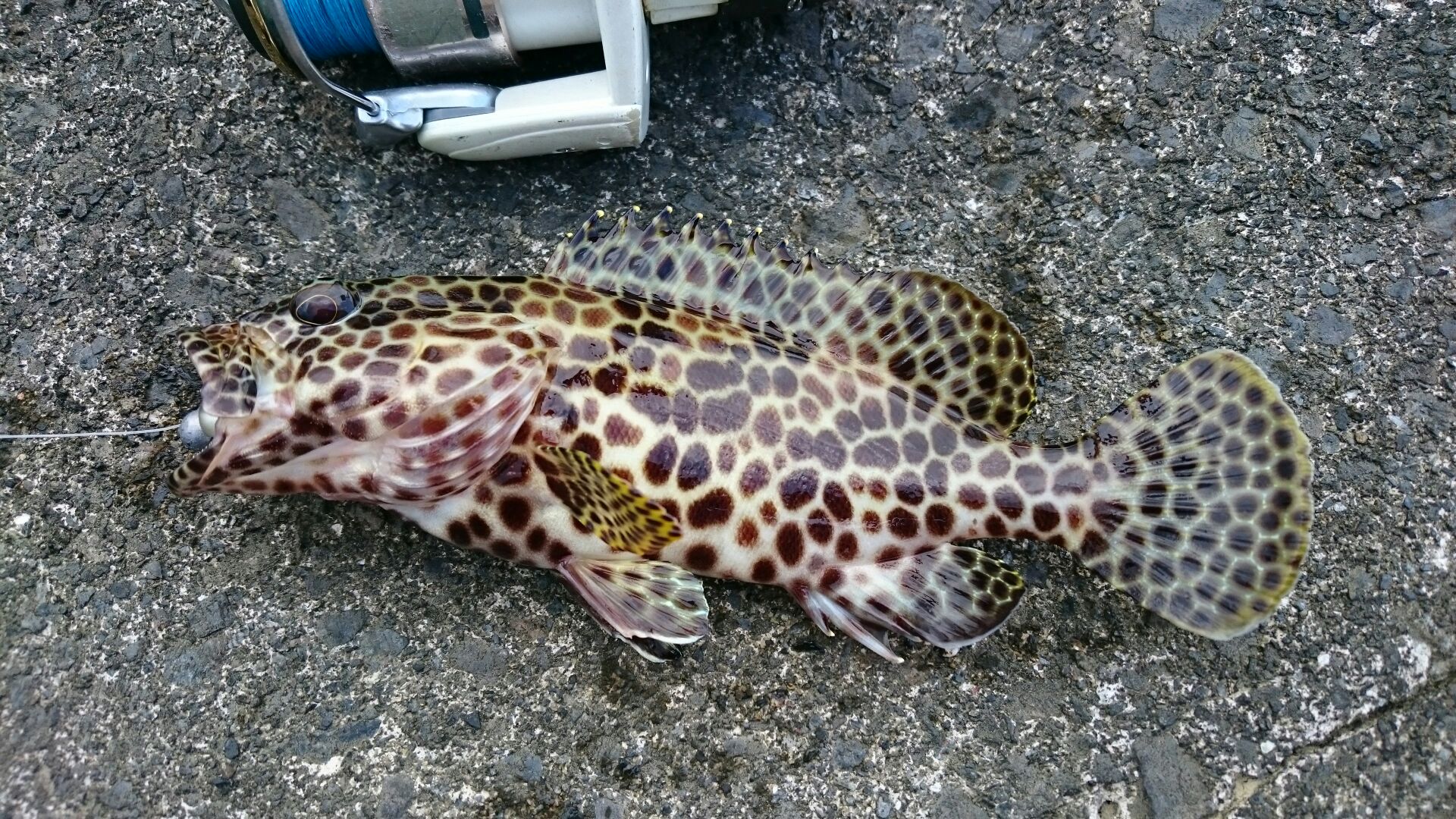 2015_12_27_05_カンモンハタ